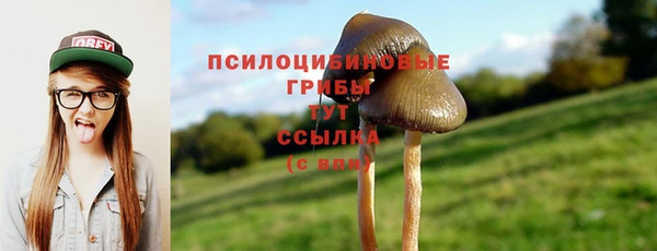 PSILOCYBIN Гусиноозёрск